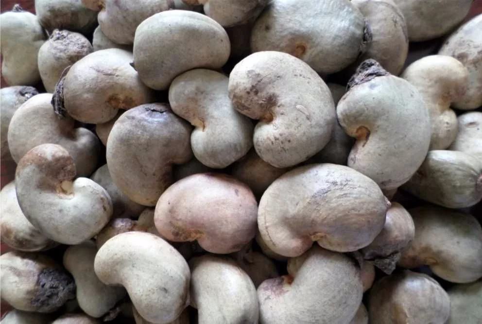 Raw Cashew Nuts In shell